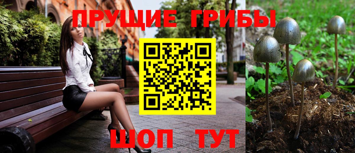 Псилоцибиновые грибы Psilocybe Североуральск